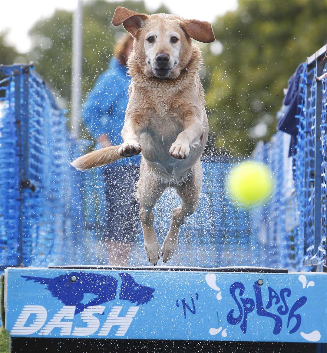 Paws in the Park dog show will be back at the Kent Showground Picture: Andy Jones