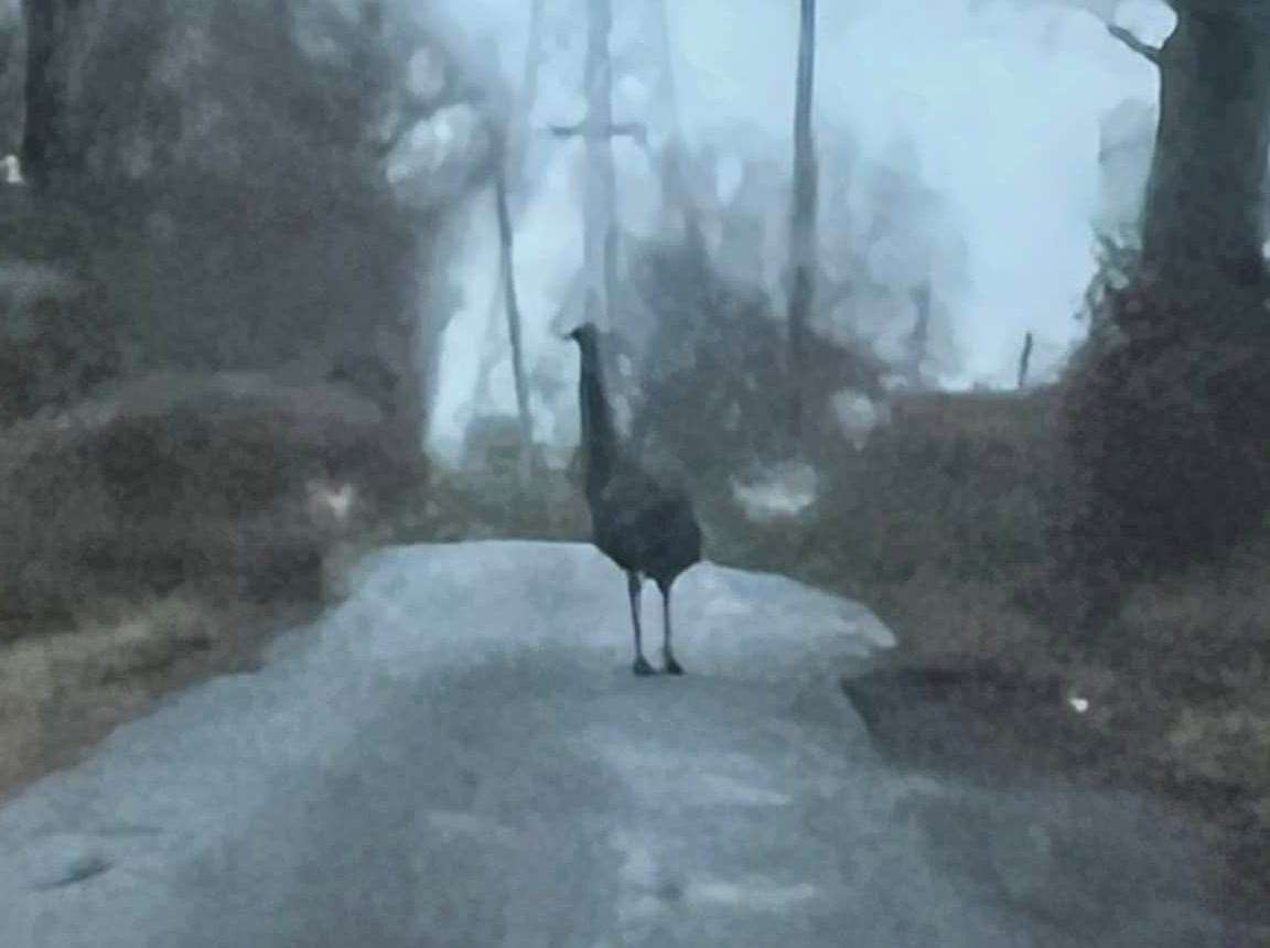 The Emu was spotted in Iwade Road