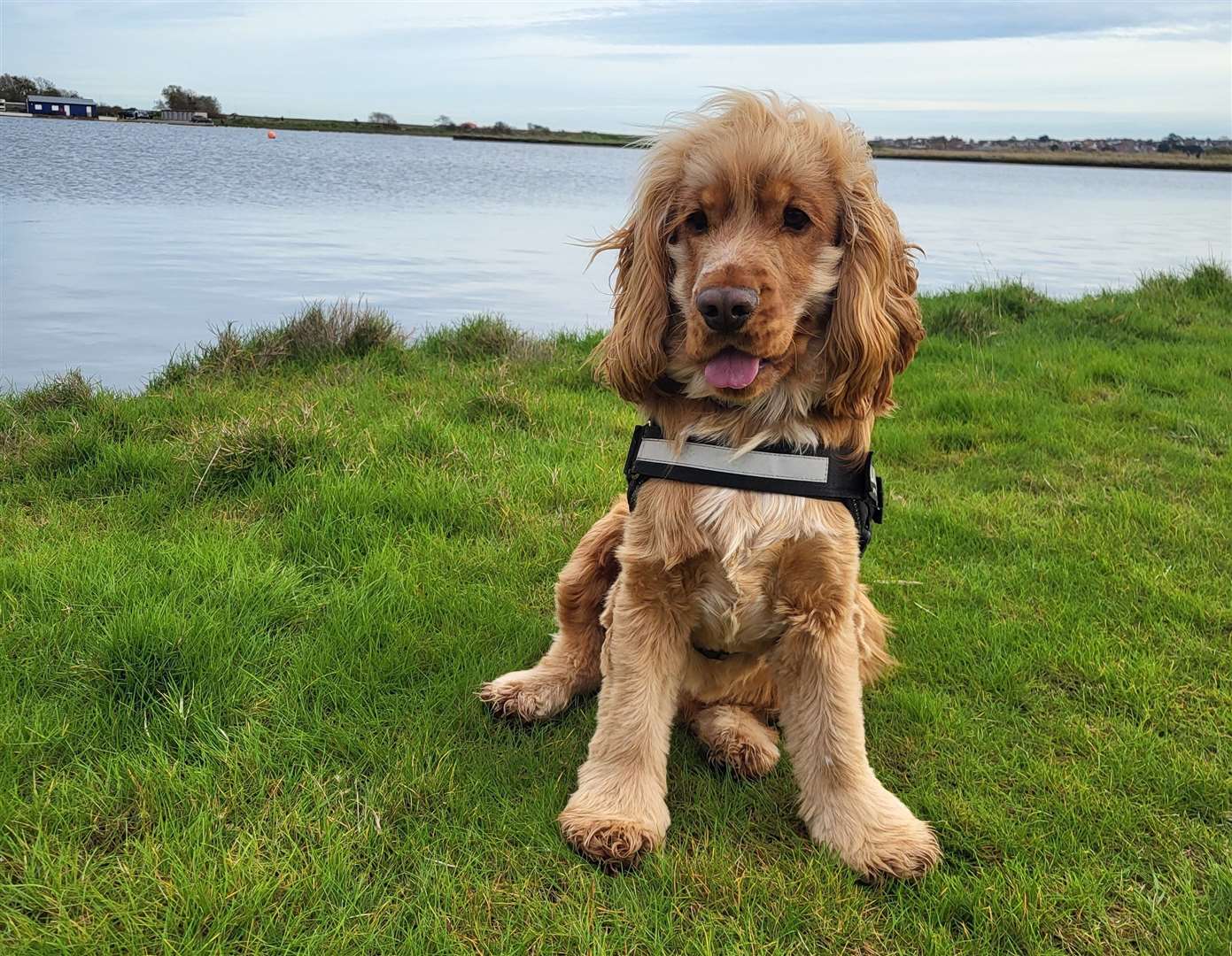 Cocker spaniel Jarvis fractured his bones after jumping off a balcony to chase a rabbit