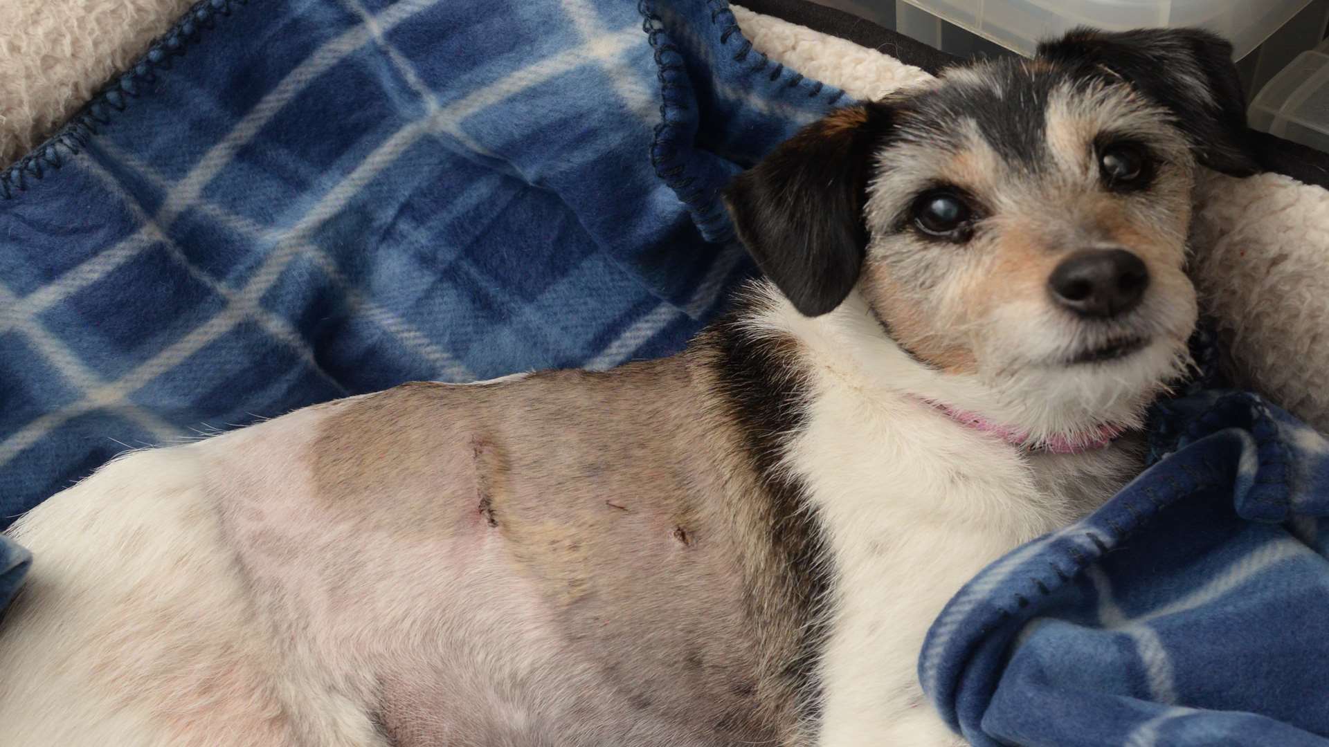 Jack Russell Karlie who was mauled by two other dogs. Picture: Chris Davey