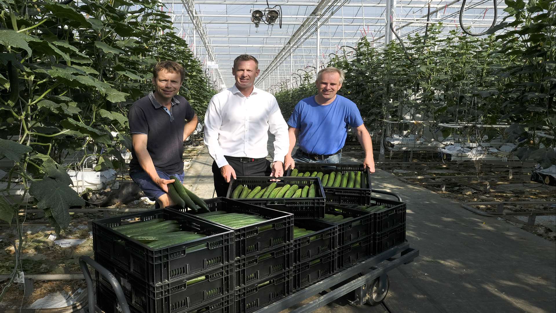 Wayne Hodgson, centre, with Directors and cucumber growers Arjan de Gier, left, Addy Breugem from Thanet Earth