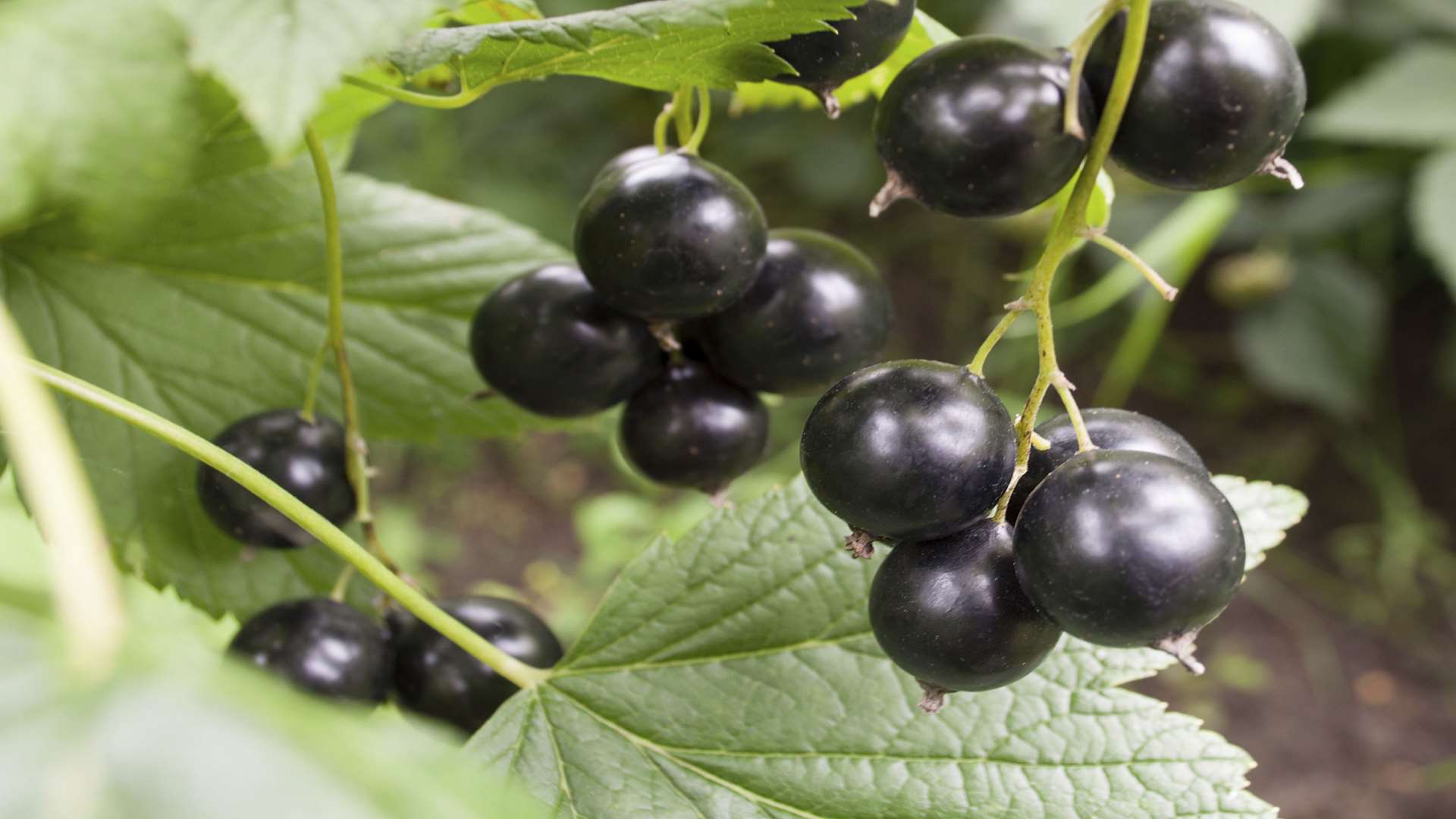Blackcurrants for Ribena come from Kent