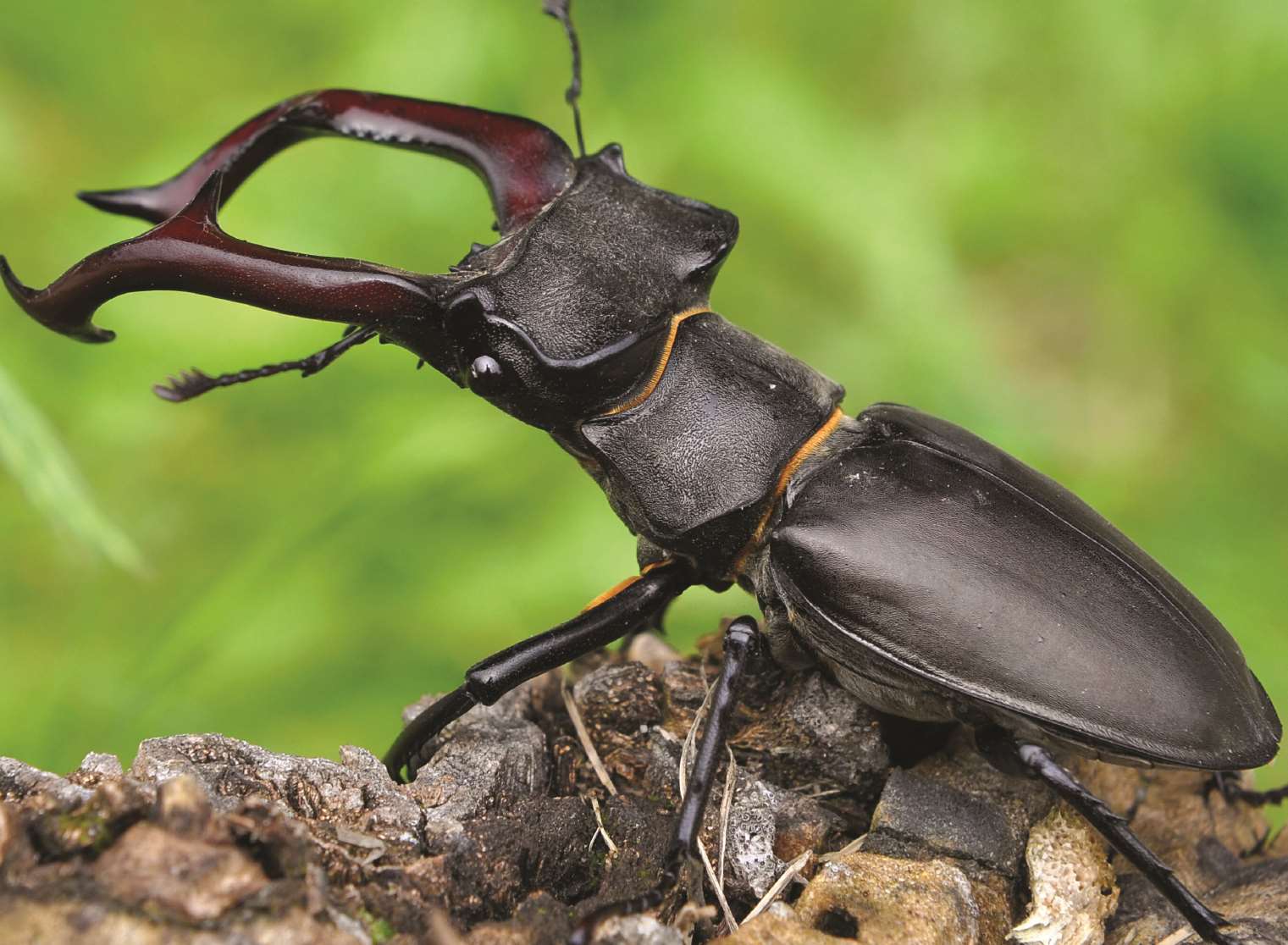 A colony of stag beetles has been discovered in Canterbury