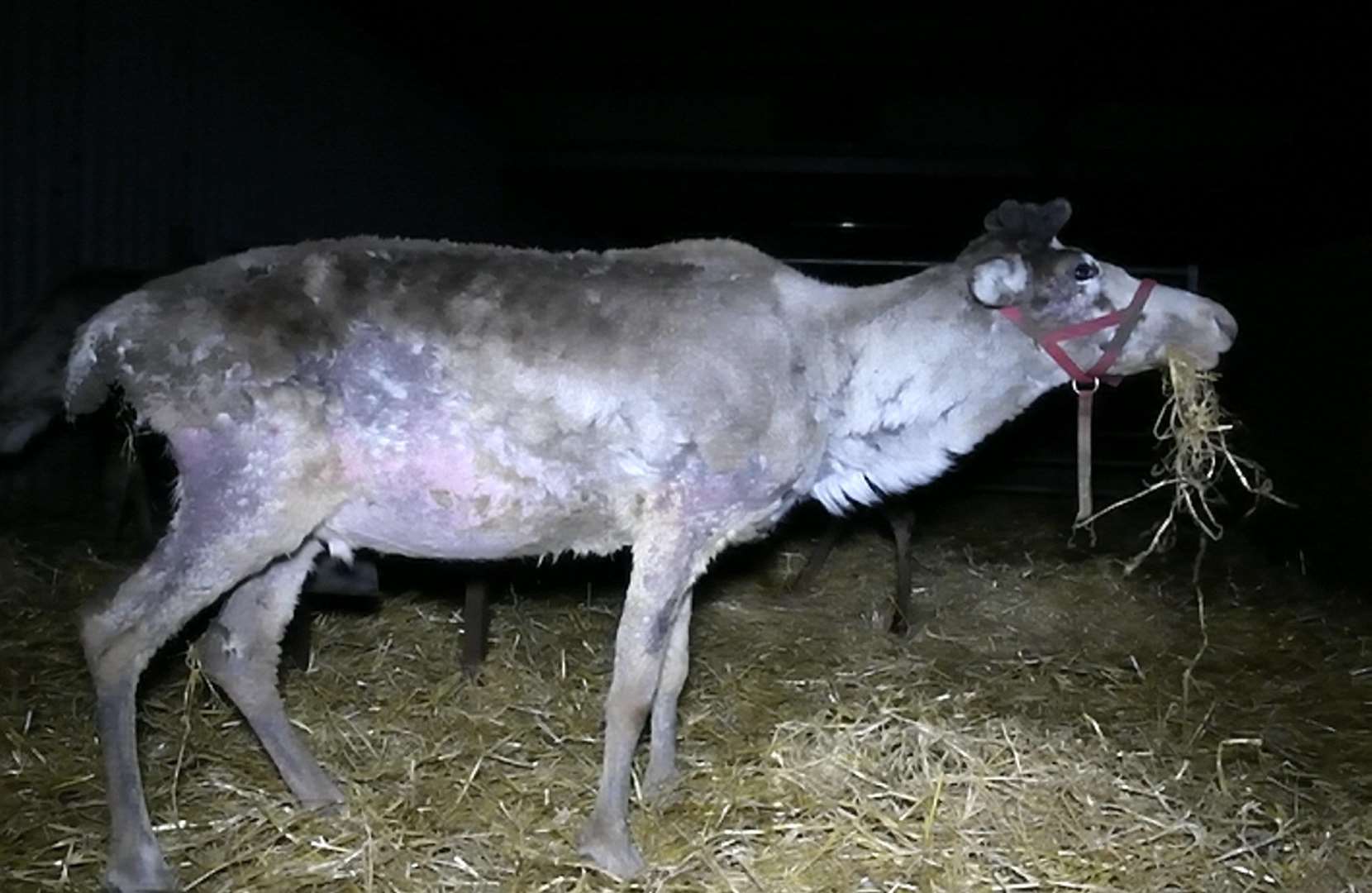 Reindeer at Kent Reindeer Centre, as seen in undercover footage captured by Animal Aid at UK farms. Picture: SWNS
