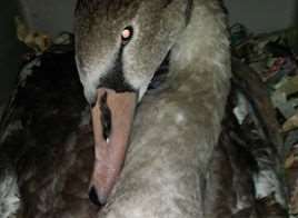 The cygnet swallowed a fish hook
