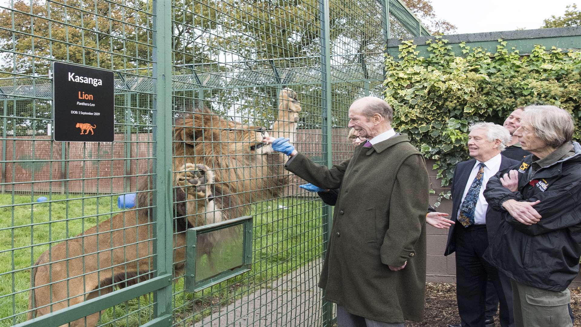 The Duke of Kent meets Kasanga at The Big Cat Sanctuary in Smarden