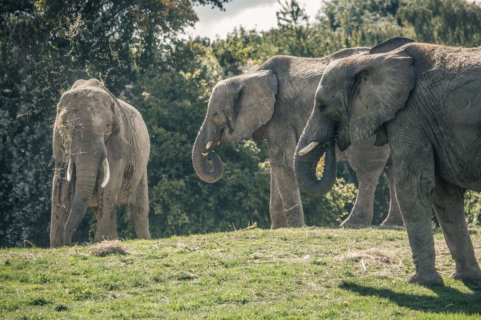 African elephants at Howletts Wild Animal Park