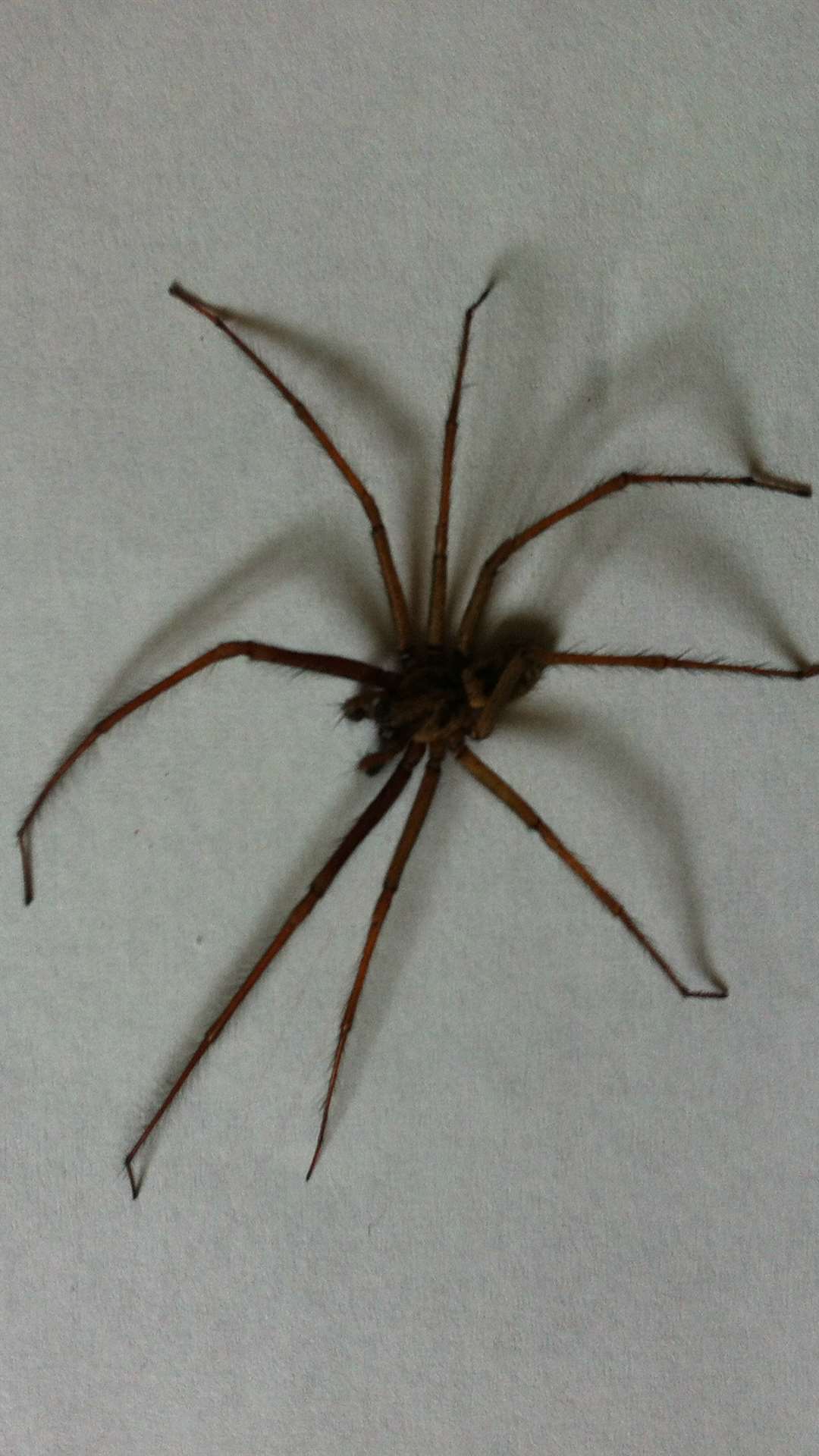 A spider believed to be a false widow found at the home of Lorna Baker-Brown