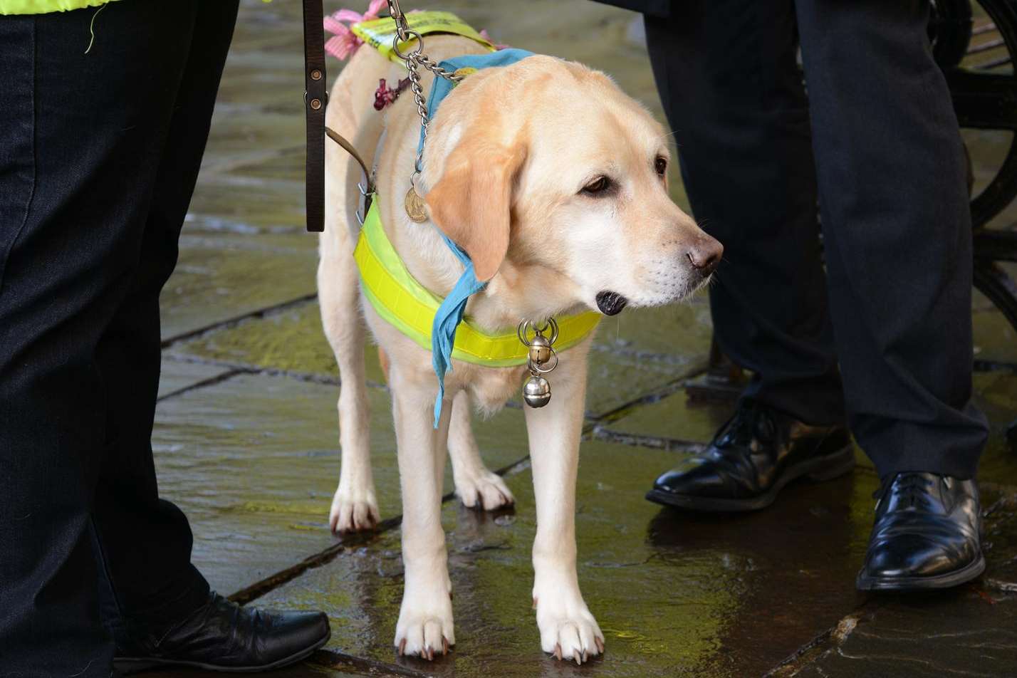 Seven-year-old guide dog Chloe joined MP Damian Green for the blindfold walk challenge. Picture: Gary Browne