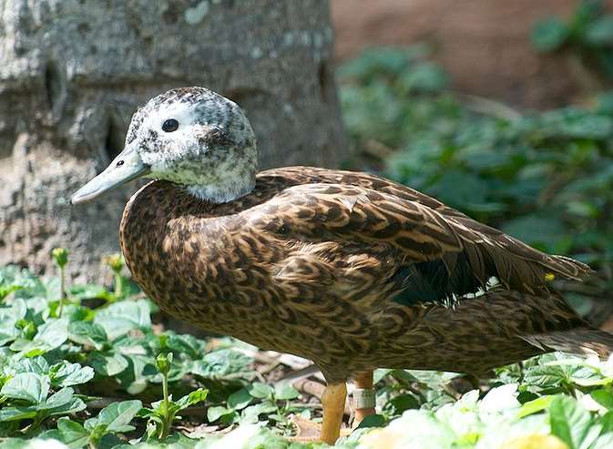 A Leysan Teal duck was stolen during the raid