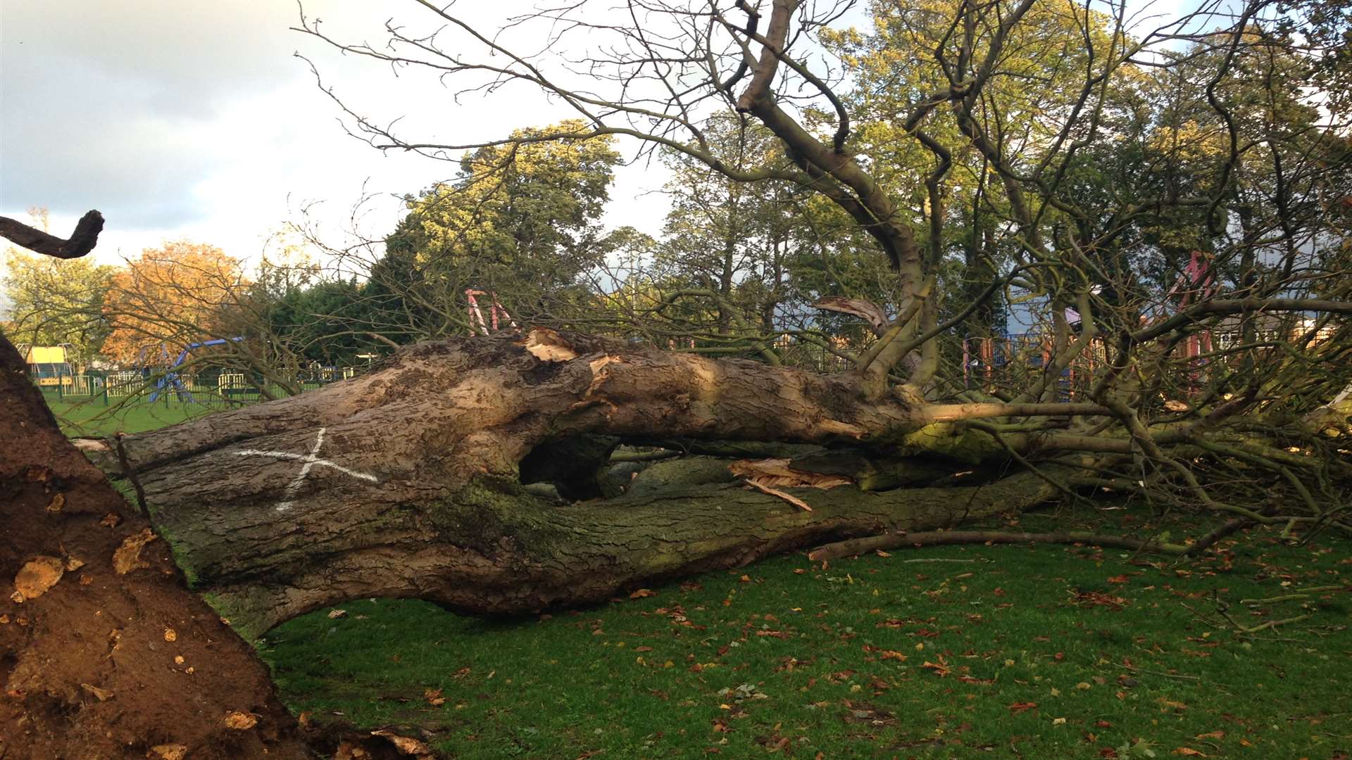 Fallen tree in Albany Park, Sittingbourne