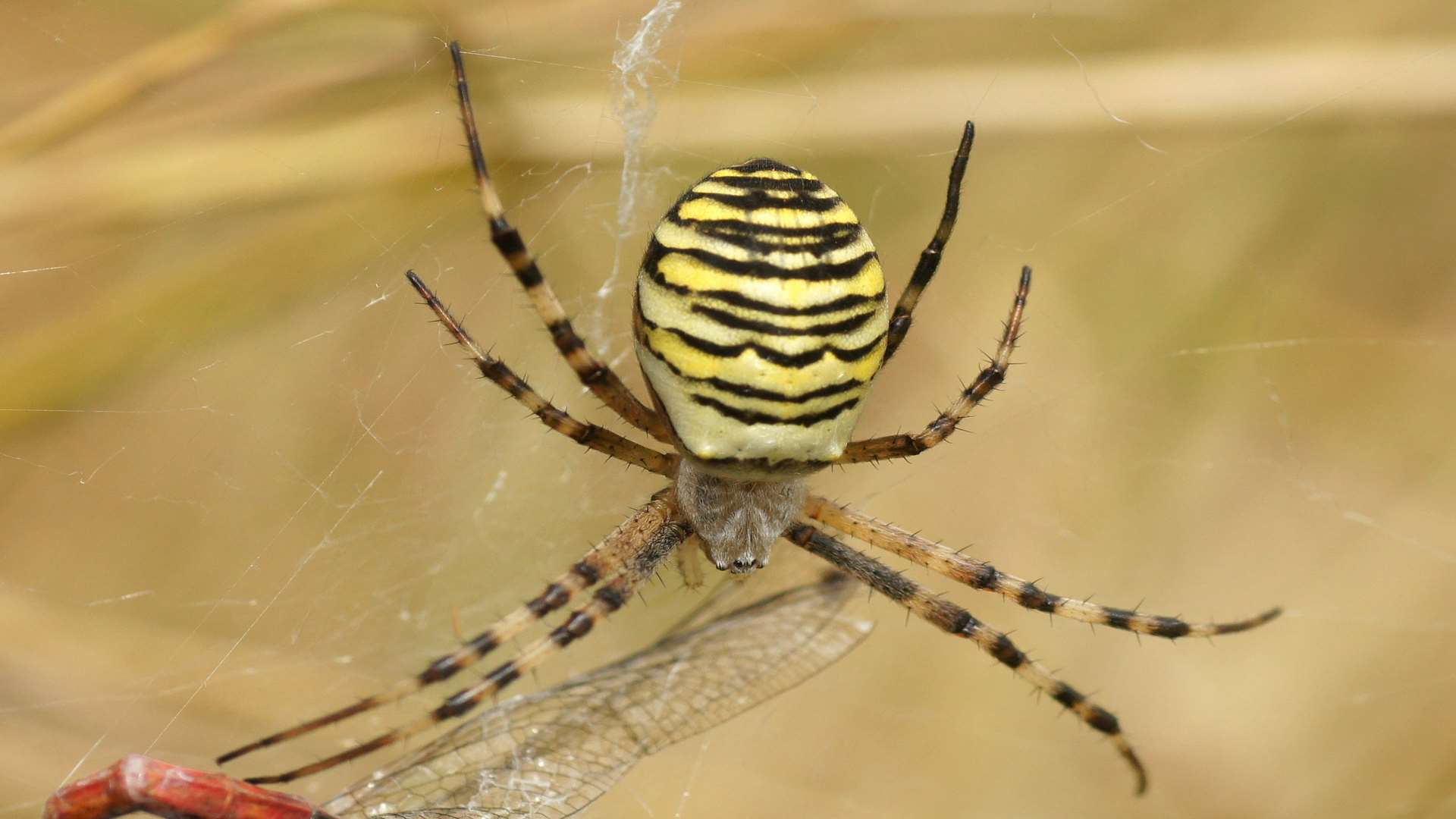 The Wasp Spider is the largest in the UK