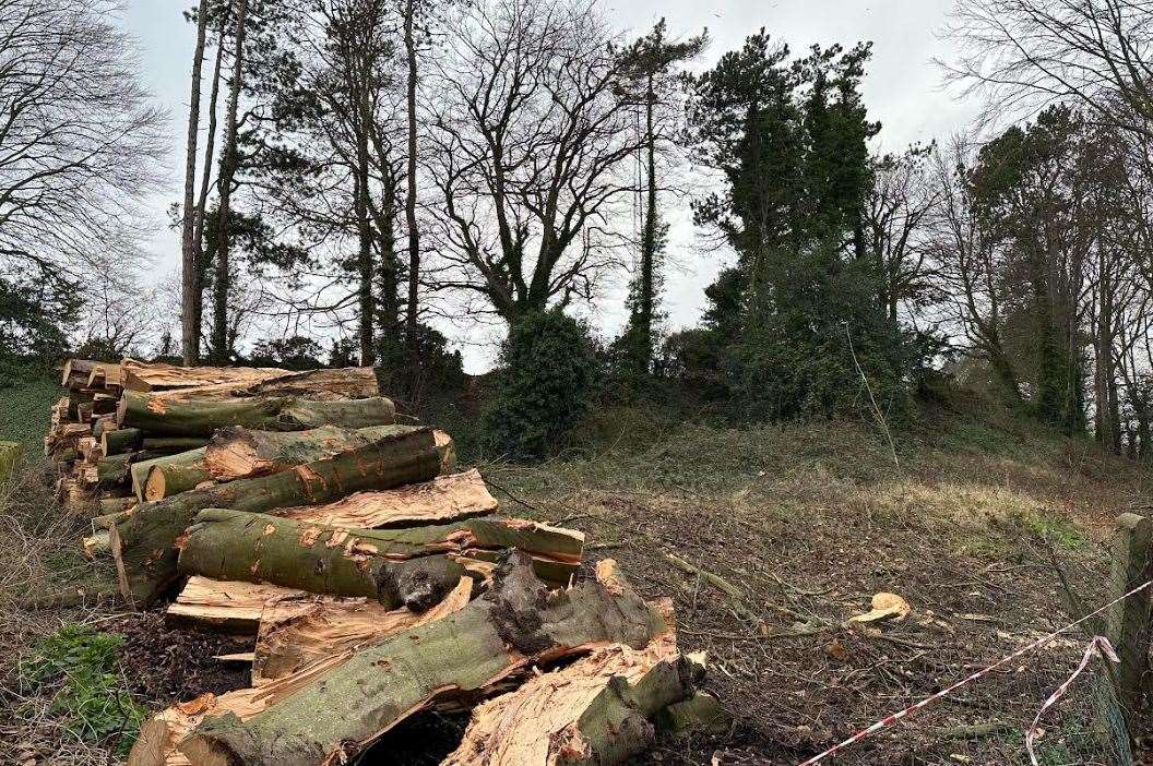 The beech trees have now been felled. Picture: Nicola Davies