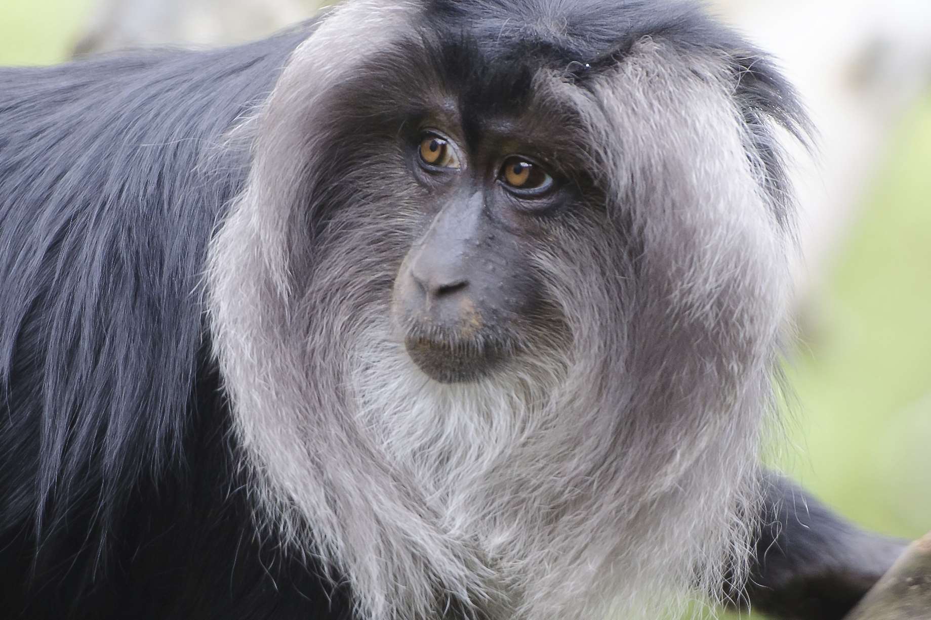 A lion-tailed macaque
