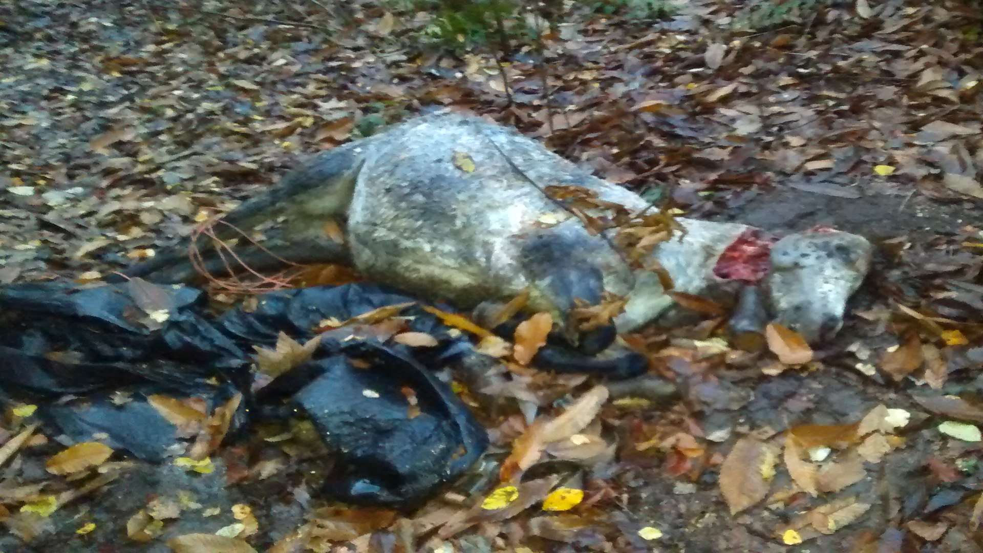 Dead pony found dumped on a woodland path in Wateringbury, Maidstone