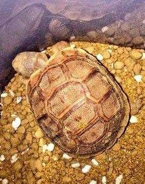 Officers found three Sulcata tortoises in Dartford last month. Picture: Kent Police
