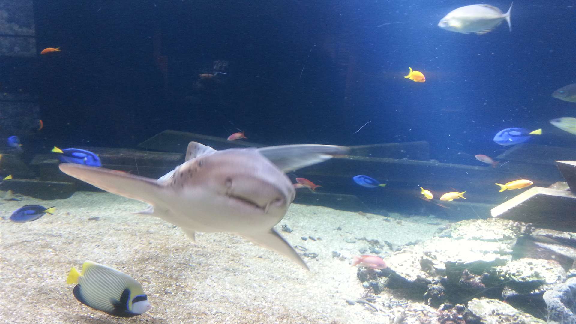 The Shark Aquarium is one of the centre's most popular areas