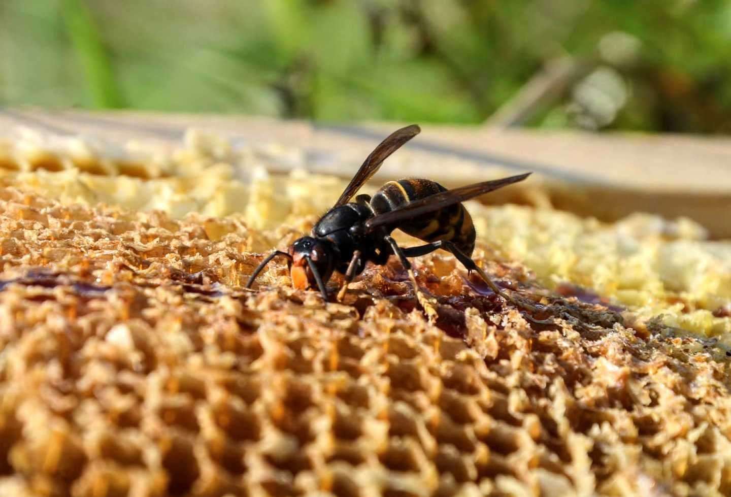 An Asian hornet was spotted in Ash between Canterbury and Dover