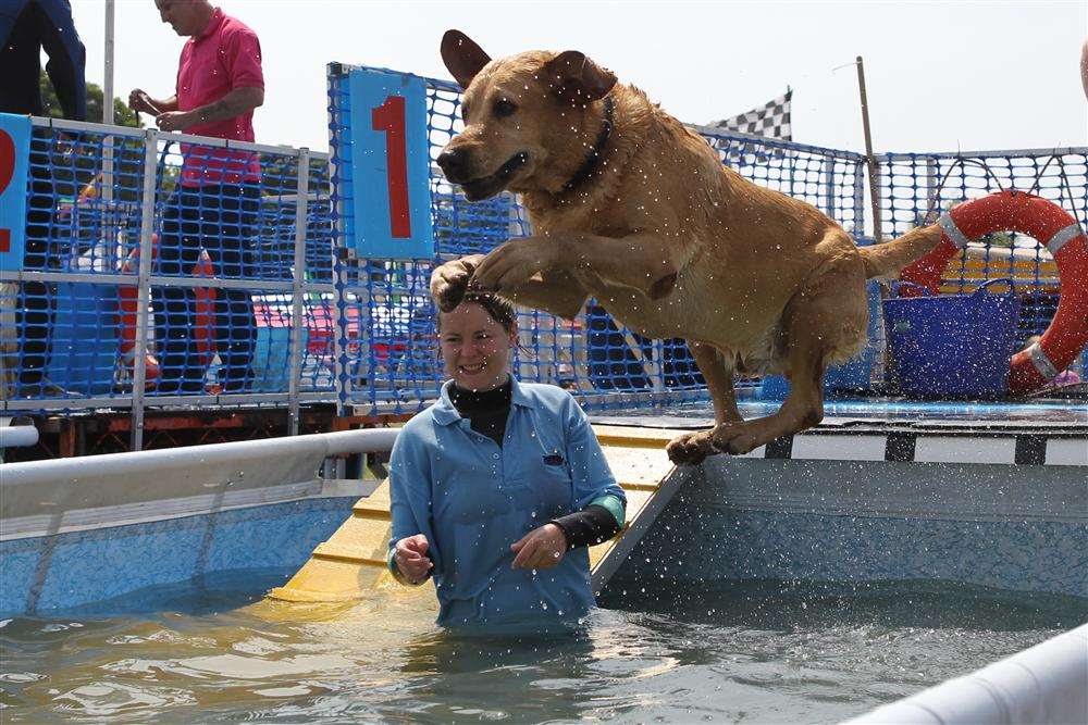 Robbie the labrador dives in to the Splash n' Grab event at last year's Kent County Show