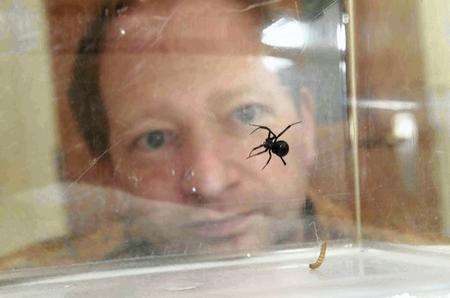 Maidstone vet Mark Rowland with a potentially-deadly black widow spider discovered in a container at Chatham Docks