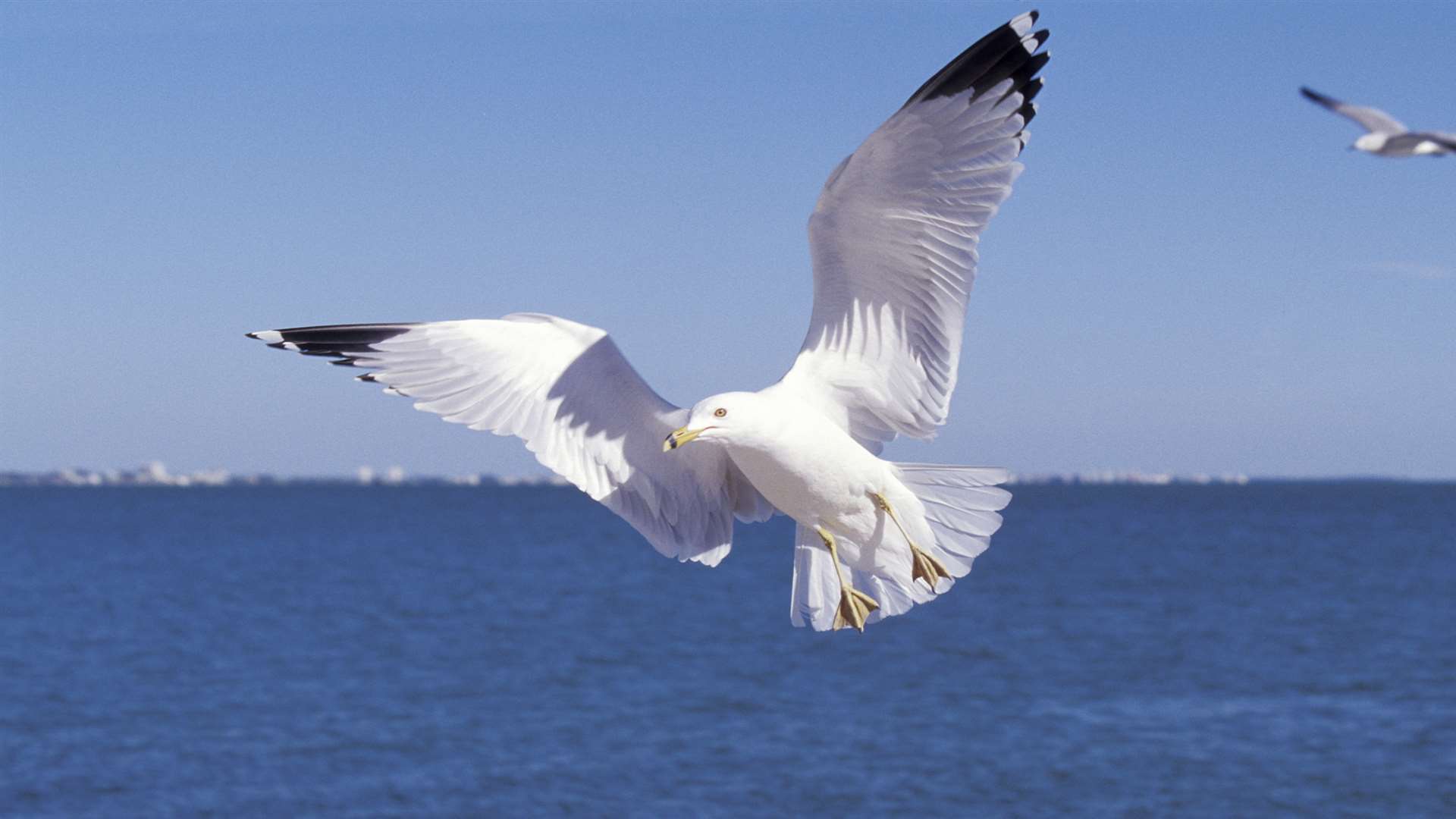 People are urged not to feed seagulls