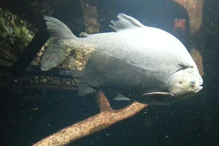 A pacu, related to the piranha fish, at Nausicaa.