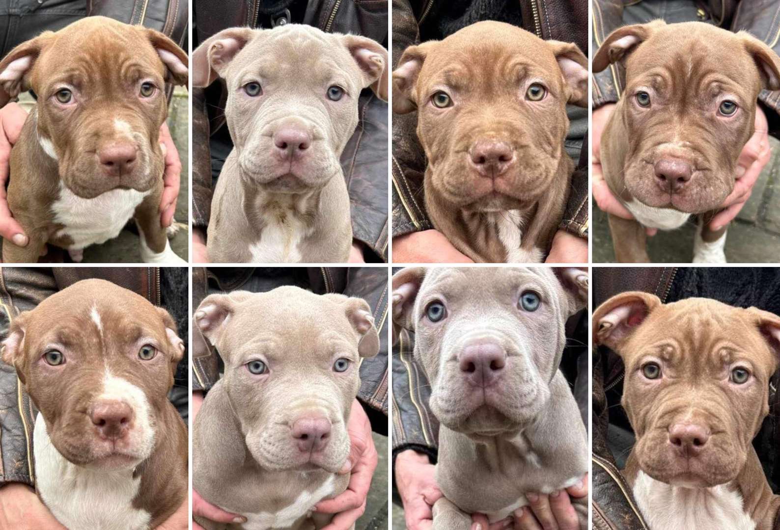Meet the eight XL bully puppies living at the house in Canterbury. Clockwise, from top left: Forto, Sparkle, Brownie, Bruce, JT, Yolanta, Yelyha, Rosie
