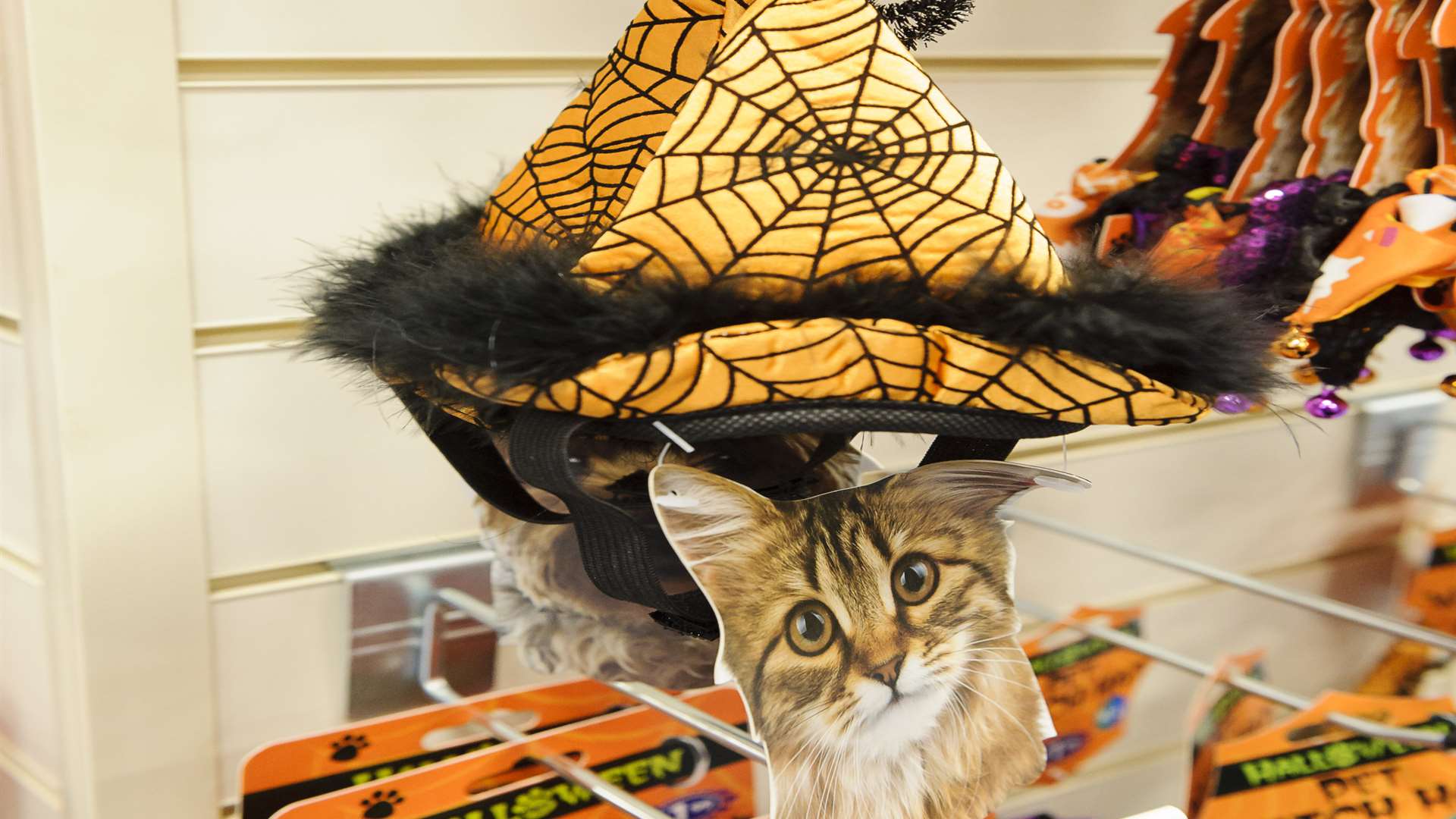 Halloween wear for cats at the new B&M Store in New Road, Gravesend