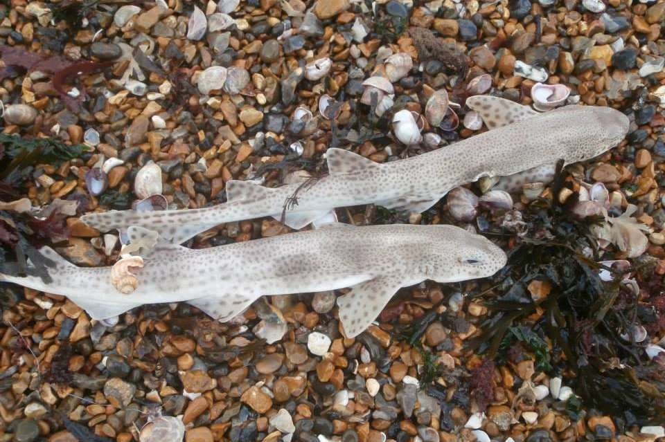Dogfish sharks were found on Herne Bay seafront