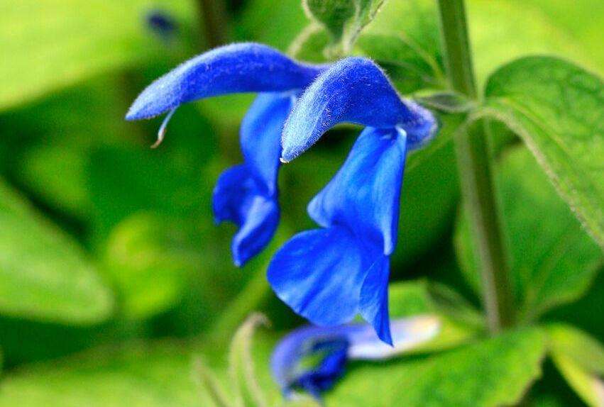 Salvia patens is a herbaceous perennial that is native to a wide area of central Mexico