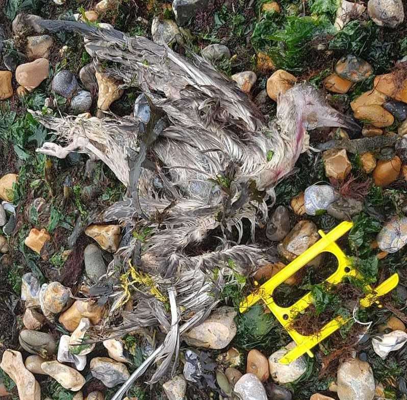 There were calls to boycott crabbing three years ago after a dead seagull (pictured) washed on a Herne Bay beach wrapped up in a line