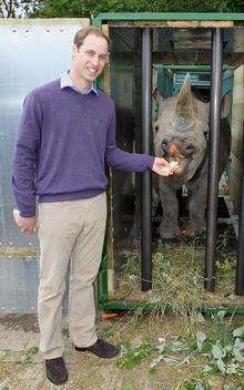 HRH Prince William meets Zawadi the rhino at The Aspinall Foundation's Port Lympne Wild Animal. Picture: Getty Images