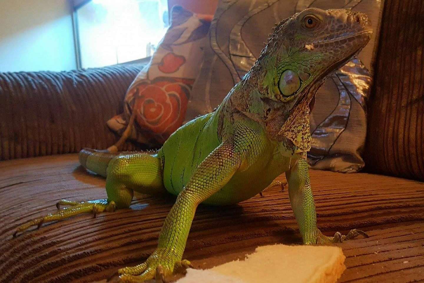 The green reptile went missing about 10am on Sunday