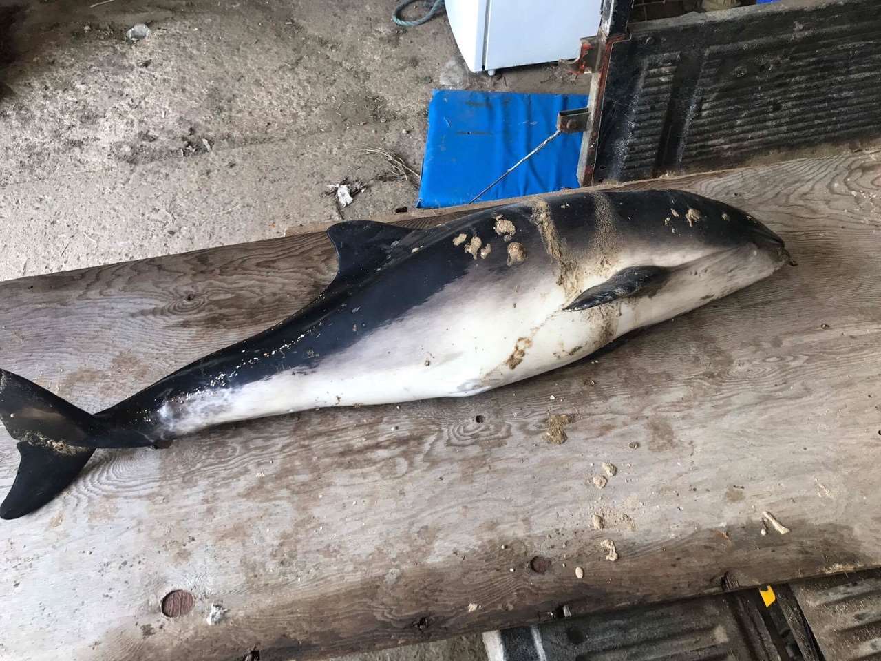A dead porpoise found washed ashore at Leysdown