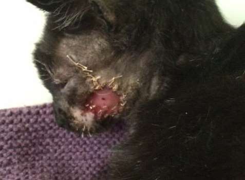 The cat was left with a golf ball-sized abscess