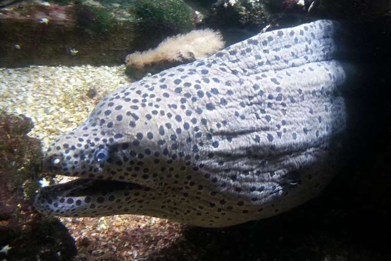 Leopard moray, from the Pacific, at Nausicaa.