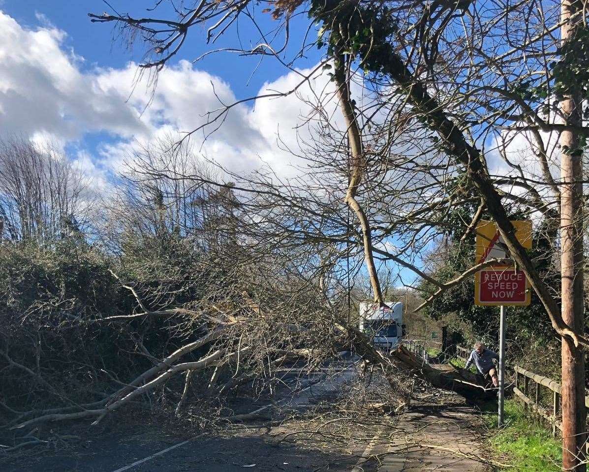 The tree has fallen and is blocking the main road between Herne Bay and Canterbury