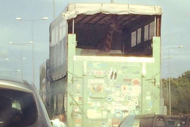 A giraffe spotted in a lorry on the M25 in Kent. Picture: @markssixtynine
