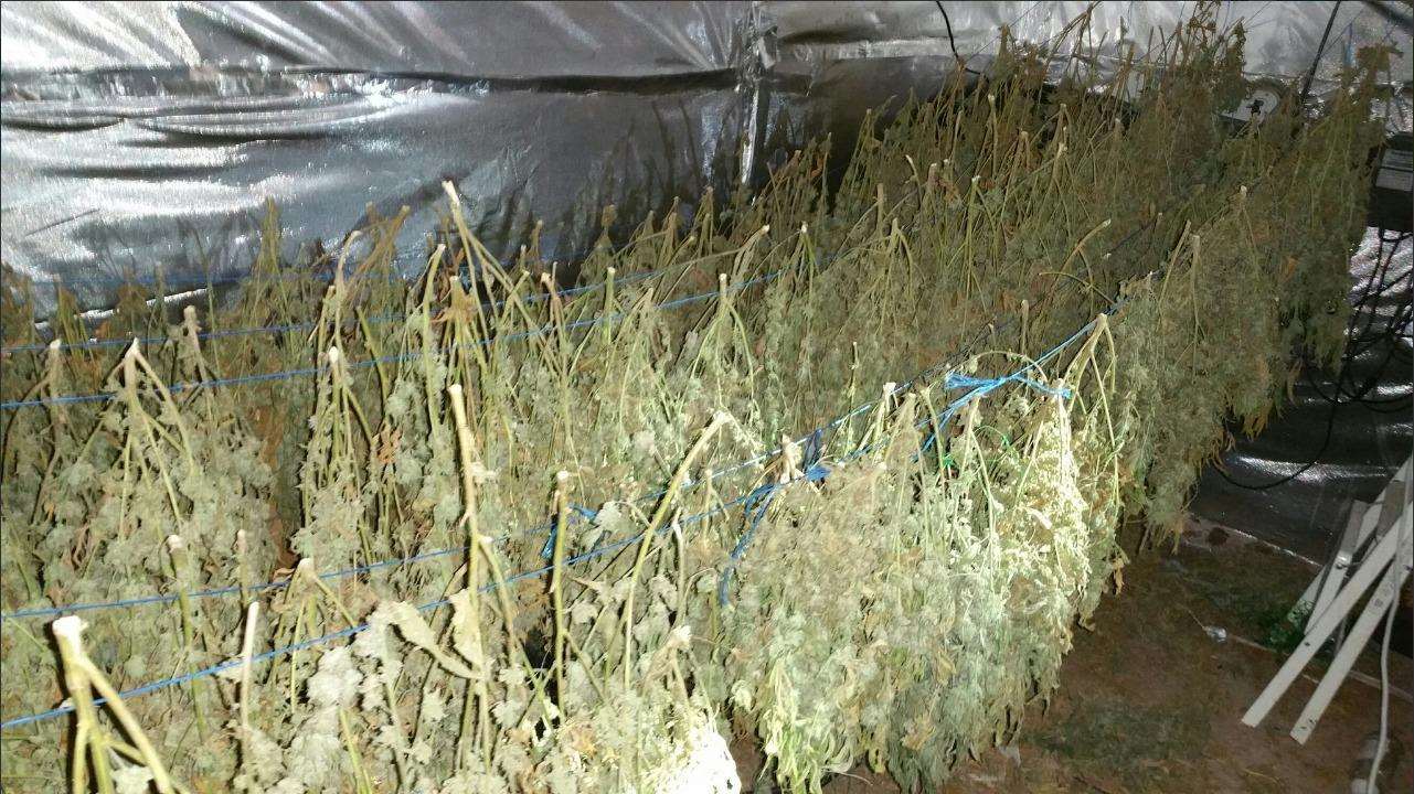 The Swale Community Safety Unit team discovered a number of Cannabis plants in Bapchild