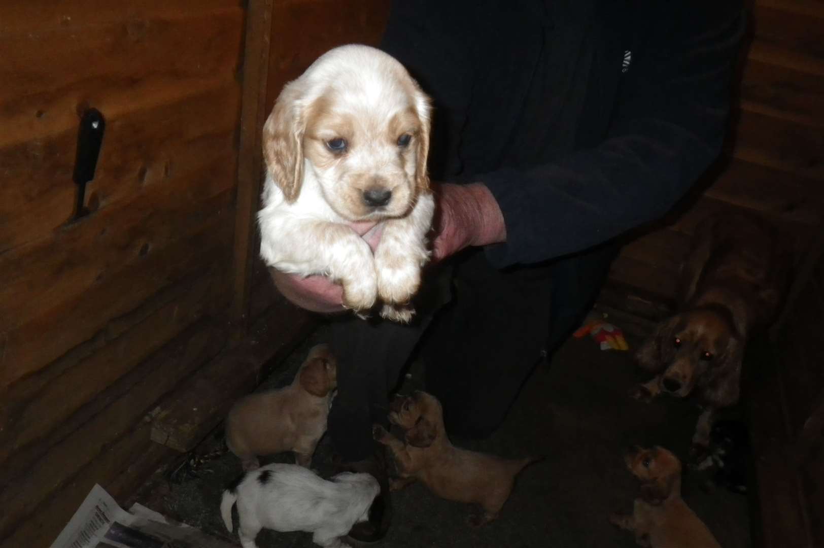 One of the puppies rescued from properties in Meopham. Picture: RSPCA