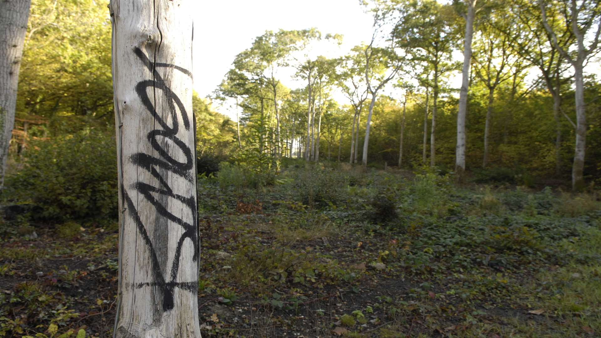 Vandalism at Dering Woods.