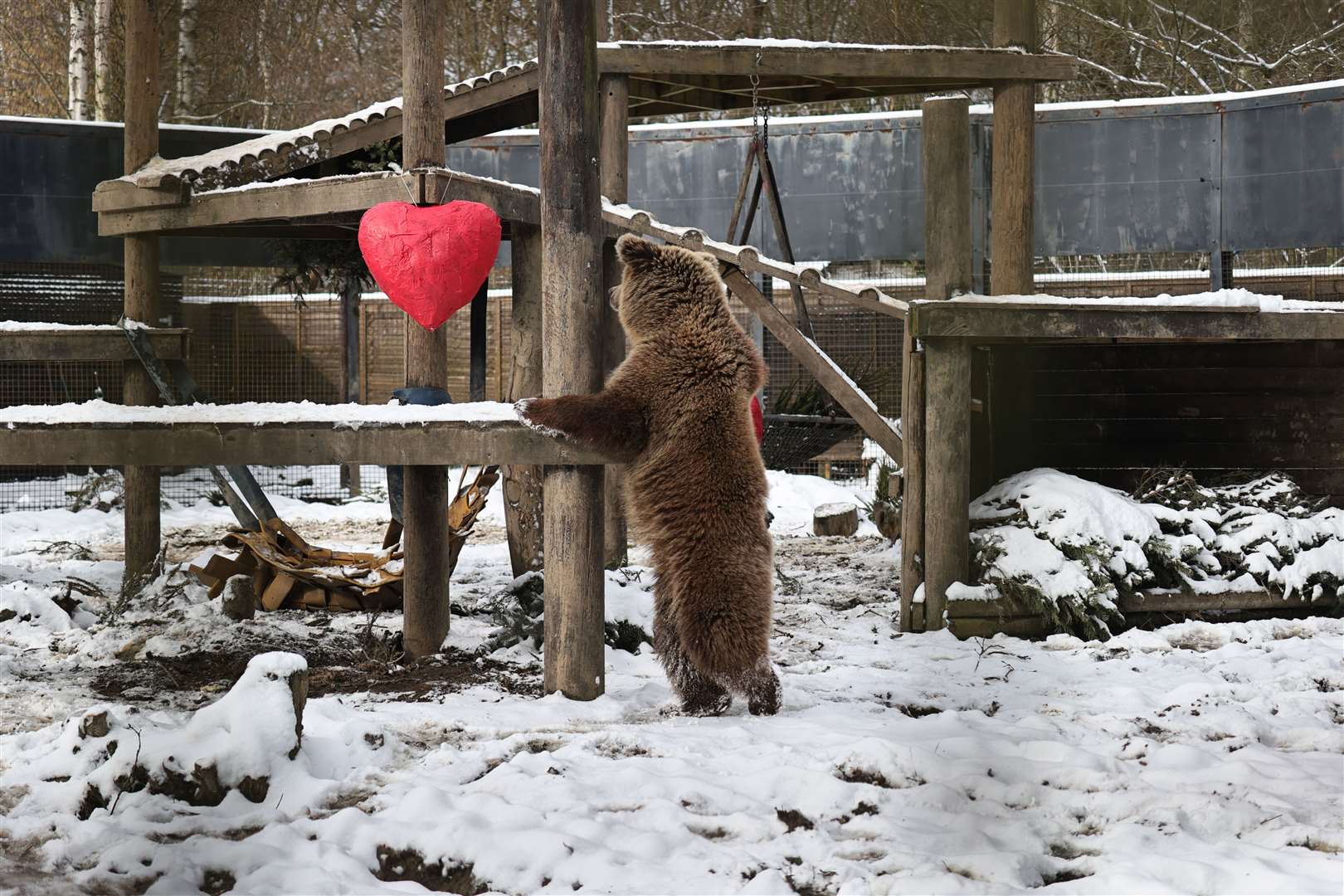 Lucy inspecting a heart while playing in the snow. Picture: Wildwood