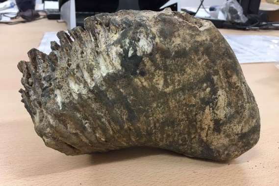 The uncovered mammoth's tooth. Picture courtesy of the Port of Dover
