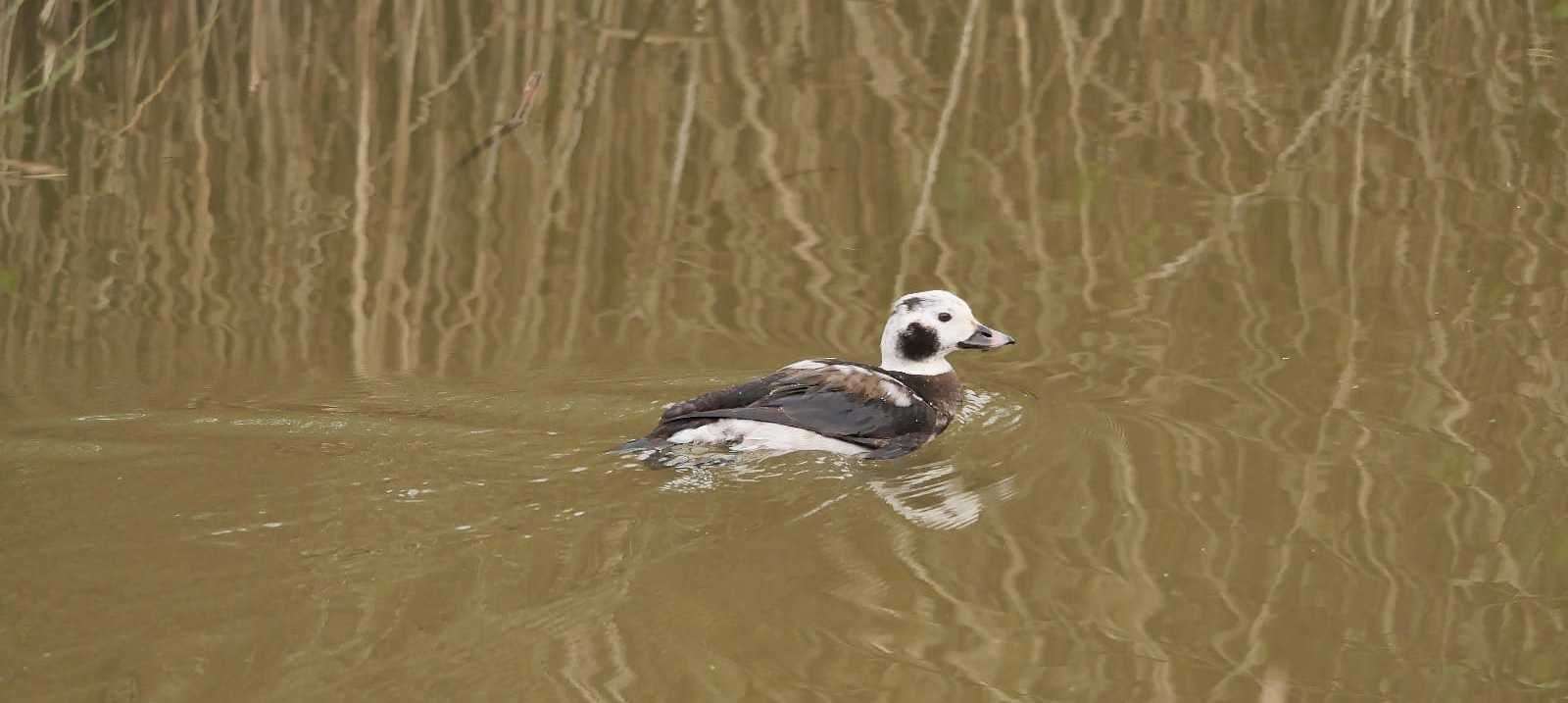 A lob tailed duck is among a huge variety of birds frequenting Minster Marshes