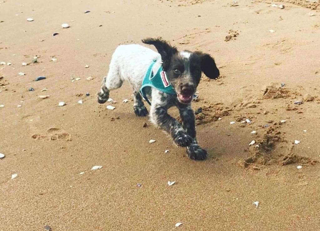 Maggie the dog plays on Botany Bay Beach in Kingsgate. Picture credit: Elysia Bradley