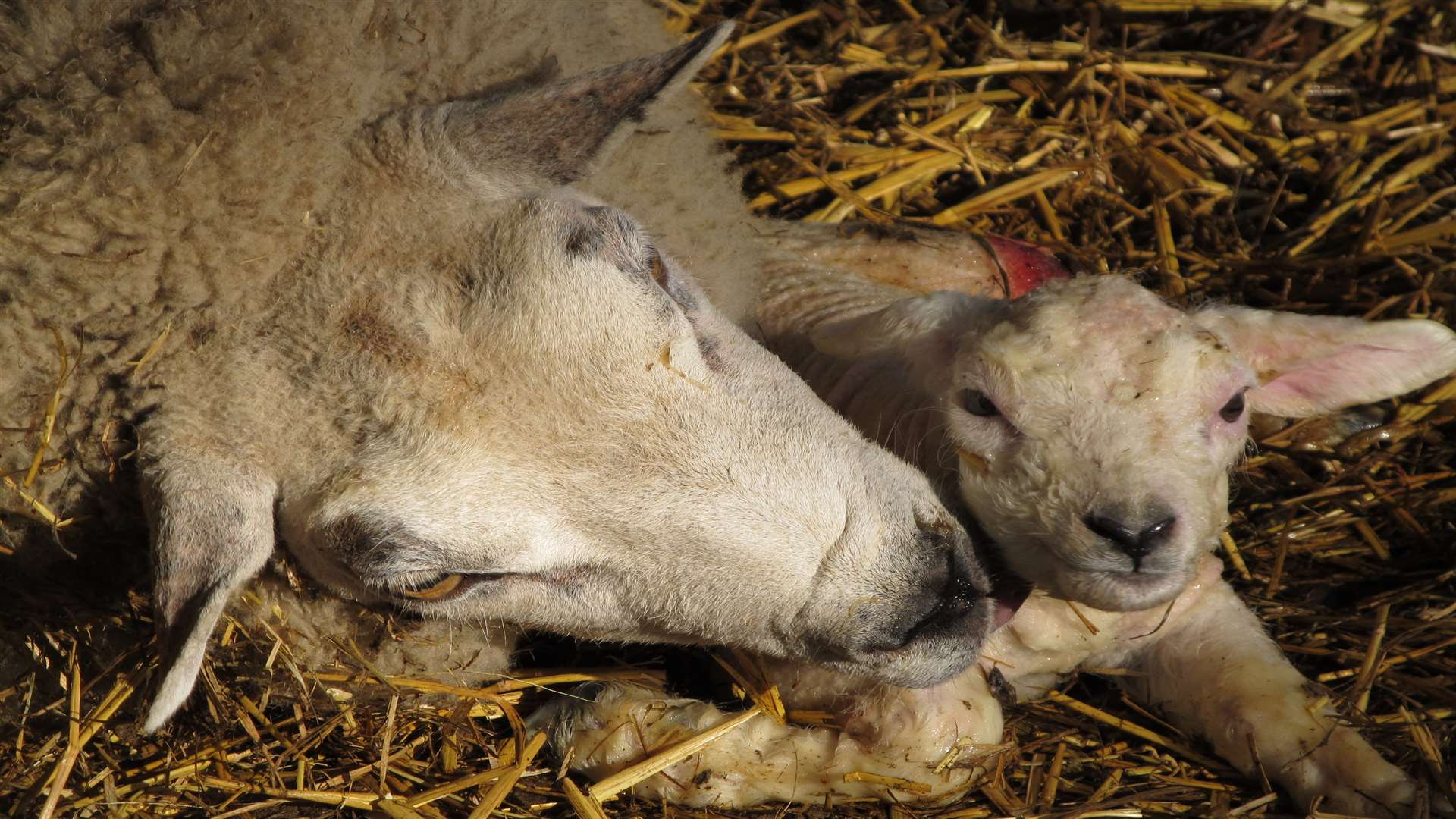 See newborn lambs over Easter at Brockhill Park lambing weekend