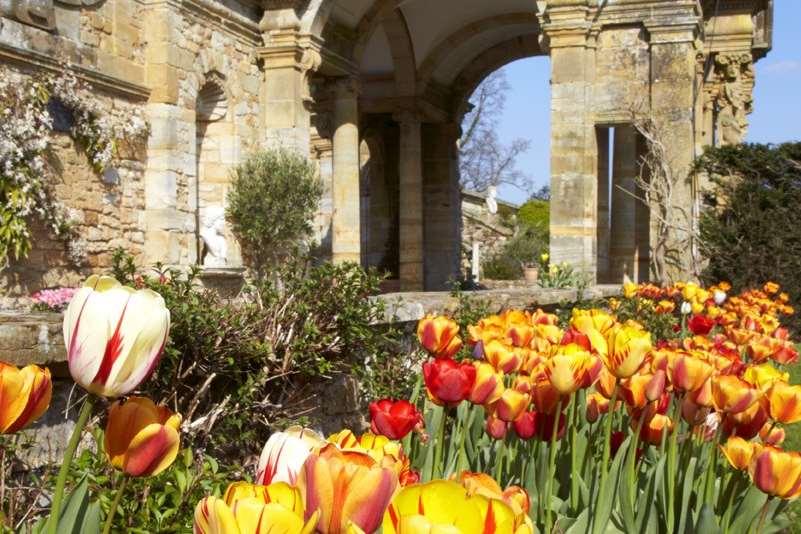 The first tulip festival at Hever Castle