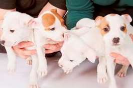 The cross-breed puppies were dumped in a slipper box. Picture: Dogs Trust