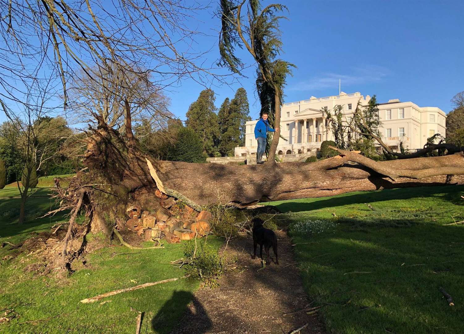 Martin Gadd, gardner at Linton Park, near Maidstone, with one of many fallen trees on the estate