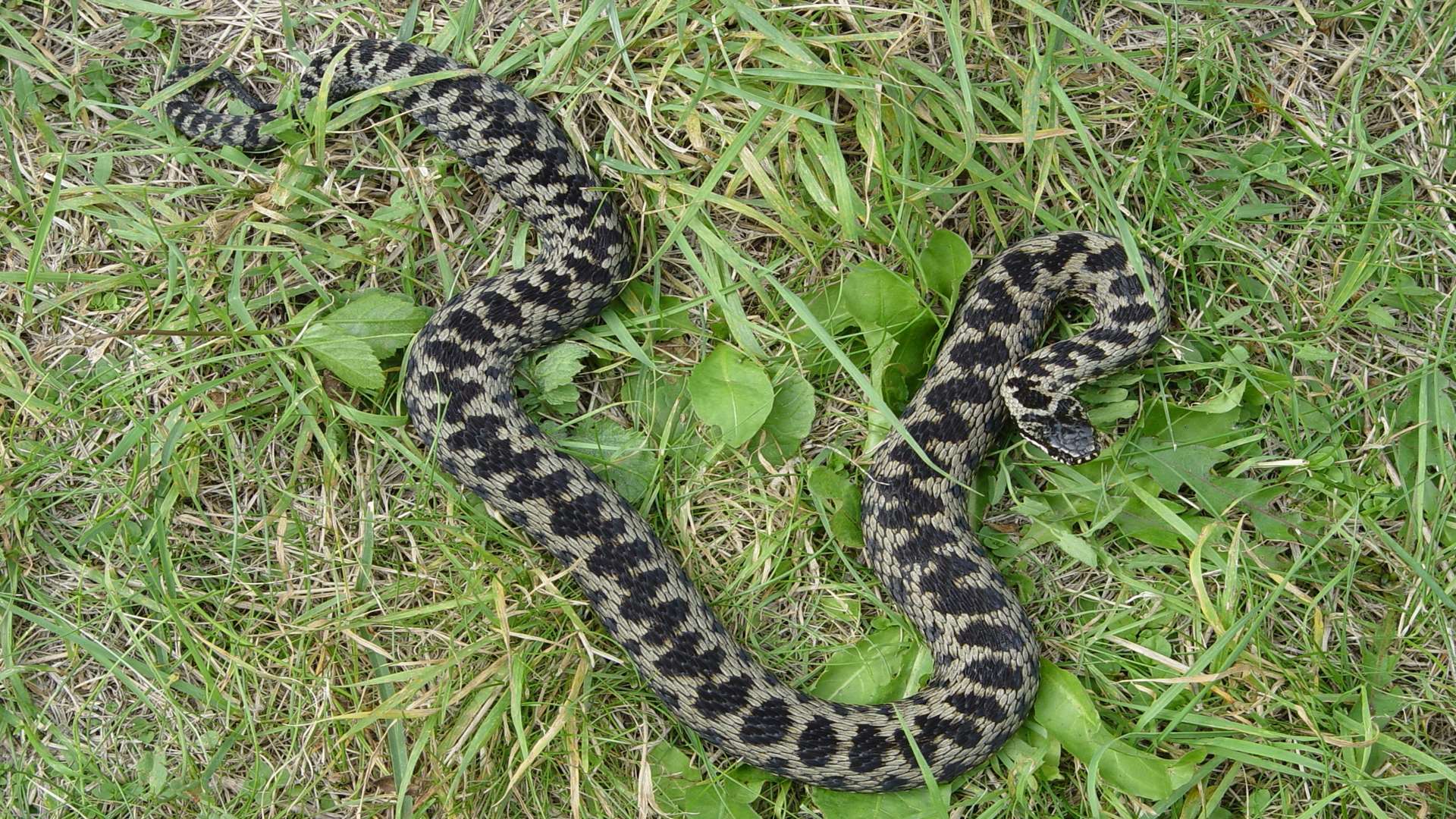 Adders can be found in various parts of the county. Stock picture